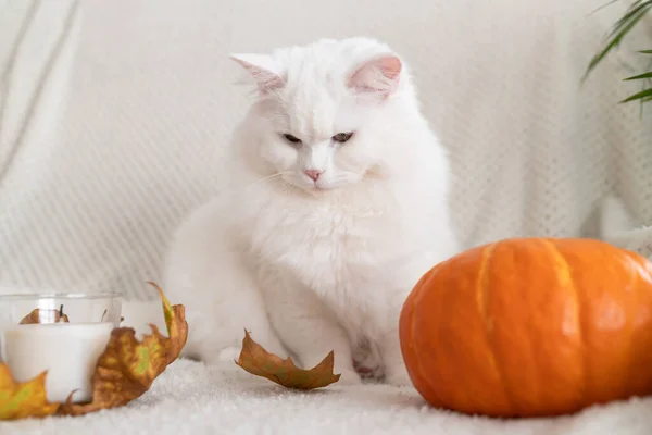 Cute autumn cat. A white fluffy kitten sits next to a pumpkin and autumn leaves on a white woolen blanket. Fall mood, autumn vibes