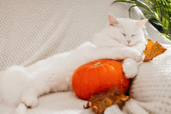 Cute autumn cat. A white fluffy kitten lies next to a pumpkin and autumn leaves on a white woolen blanket. Fall mood, autumn vibes