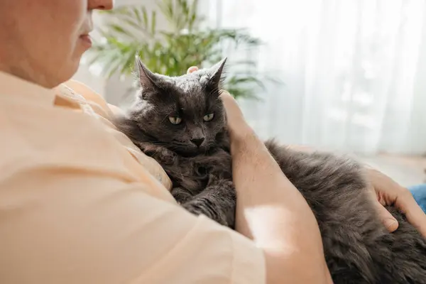 Close-up of an angry and dissatisfied fluffy gray cat in the arms of a man. Funny pet looks angry