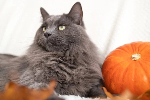 Cute autumn cat. A gray cute fluffy cat lies next to a pumpkin and autumn leaves on a white woolen blanket. Fall mood, autumn vibes. Funny pets