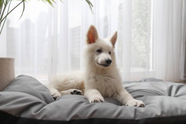 Safkan beyaz çoban köpeği evdeki yatağında yatıyor.