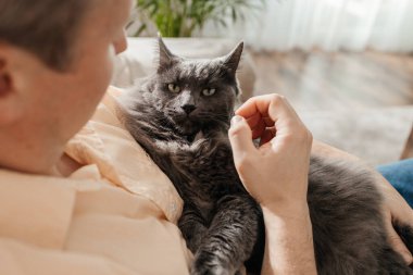 Bir adamın kollarında, kızgın ve tatminsiz, tüylü, gri bir kedinin yakın çekimi. Komik hayvan sinirli görünüyor.
