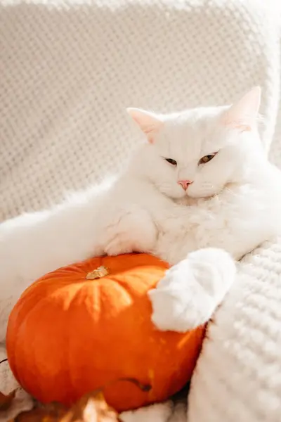 Cute autumn cat. A white fluffy kitten lies next to a pumpkin and autumn leaves on a white woolen blanket. Fall mood, autumn vibes