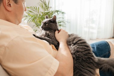 Orta yaşlı bir adam oturma odasındaki kanepede gri bir kediyle oturur ve işten sonra dinlenir. Hayran olunan hayvanlar. 