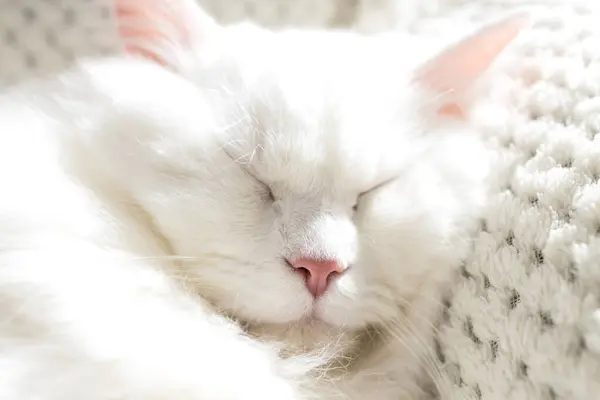 Cute fluffy white kitten sleeps on a white blanket. Close-up of a resting pet.