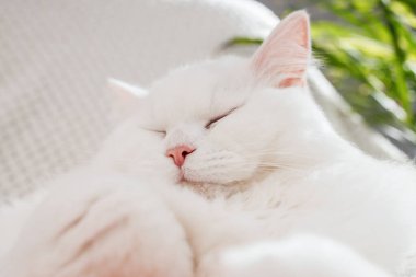 Cute fluffy white kitten sleeps on a white blanket. Close-up of a resting pet. 