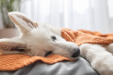Şirin beyaz bir İsviçreli çoban köpeği yatağına uzanır ve kahverengi bir battaniyeyle kaplıdır. Komik hayvanlar dinleniyor.