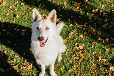 Sonbahar çimlerinde bir evin yanında beyaz bir İsviçreli çobanın portresi..