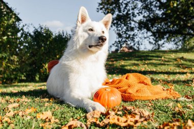 Sonbahar çimleri üzerinde balkabağı ve örgü battaniyenin yanında yatan beyaz İsviçreli çoban köpeği portresi, sonbahar çizimi için mükemmel..