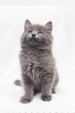 Gri kedi yavrusu beyaz bir battaniyeye oturur ve kameraya bakar..