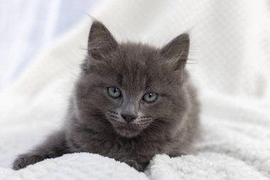 Gri tüylü kedi yavrusu beyaz bir battaniyeye uzanıyor ve kameraya bakıyor..