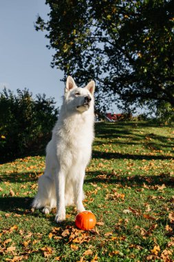 Beyaz İsviçreli çoban köpeği portresi.