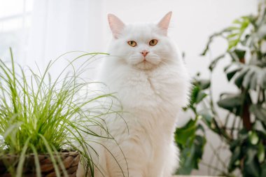 Beyaz tüylü kedi kedi kedi otu yer. Evcil kediler için vitaminler.