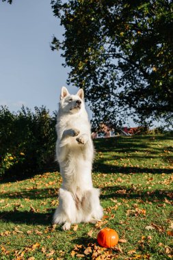 Beyaz İsviçreli çoban köpeği portresi.
