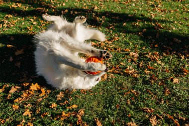 Beyaz İsviçreli çoban köpeği sonbahar çimlerinde balkabağıyla oynuyor ve onu yemeye çalışıyor..
