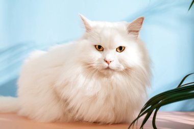 Pembe ve mavi arka planda oturan beyaz tüylü kedi. 