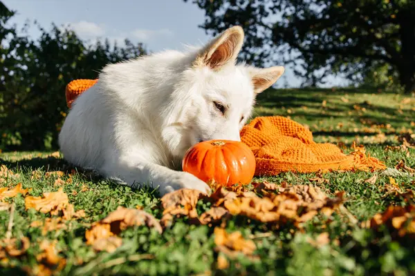 Beyaz İsviçreli bir çobanın portresi çimlerin üzerinde uzanıp balkabağı kokluyor. Sonbahar illüstrasyonu için mükemmel.