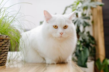 Beyaz tüylü bir kedi kedi kedi otunun yanında masanın üzerinde yatıyor. Evcil kediler için vitaminler.