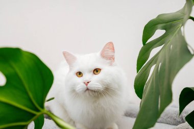 Beyaz tüylü bir kedi kedi kedi otunun yanında masanın üzerinde yatıyor. Evcil kediler için vitaminler.