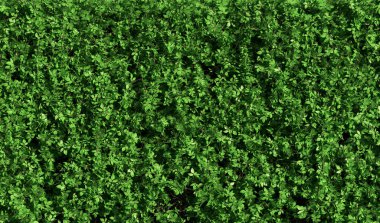 Duvar kağıdı arkaplanı olarak soyut yeşil çit - 3B Resim