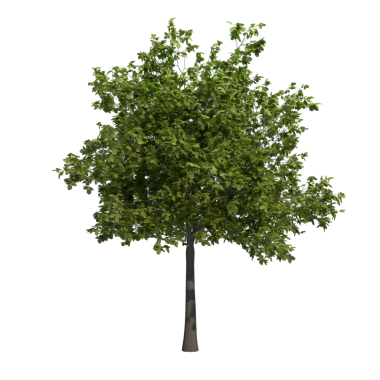 şeffaf png arkaplanda izole edilmiş soyut ağaç - 3B Resim