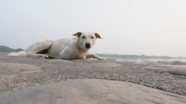 Beyaz bir Bağımsız Köpek, Sukhna Gölü 'nün yanındaki duvarın kenarında huzur içinde dinleniyor..