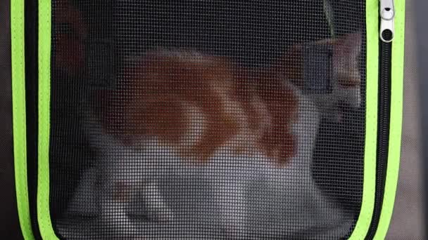 스트레스를 것처럼 보이는 귀여운 고양이가 여행하는 우리에 화질로 촬영됨 — 비디오