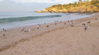 Portekiz 'de Albufeira' nın güzel sahil manzarası, Praia da Oura plajını kumlu sahilde martılarla gösteriyor.