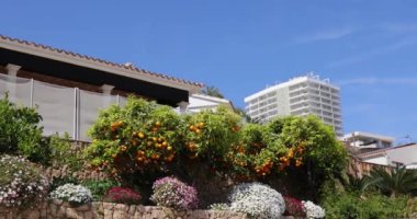 İspanya 'nın Benidorm şehrinin yaz aylarındaki görüntüleri, İspanyol caddesindeki bir bahçede yetişen portakal ağacını gösteriyor.