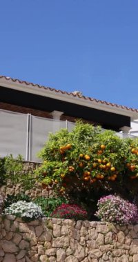 İspanya 'nın Benidorm şehrinin portre görüntüleri, İspanya' nın batısındaki bir caddede yetişen portakal ağacını gösteriyor.