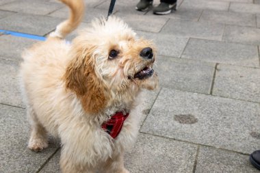 Çok şirin, kahverengi bir Cockapoo köpeği yürüyüşe çıkarılıyor.