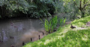 Kuzey Yorkshire, İngiltere 'de bir pazar kasabası olan Bedale' in yavaş çekim görüntüleri Bedale Beck 'in rıhtımlarını ve ördeklerini güneş altında nehir kıyısında gösteriyor.