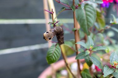 Son derece nadir bulunan bir fil şahin güvesinin yaz zamanı İngiliz bahçesindeki bir fuşya bitkisi üzerindeki fotoğrafı.
