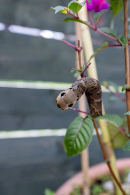 Son derece nadir bulunan bir fil şahin güvesinin yaz zamanı İngiliz bahçesindeki bir fuşya bitkisi üzerindeki fotoğrafı.