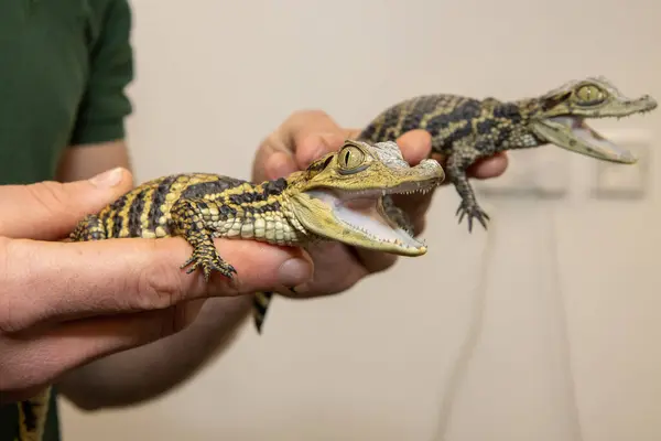 stock image Two small baby crocodiles being held by a trainer