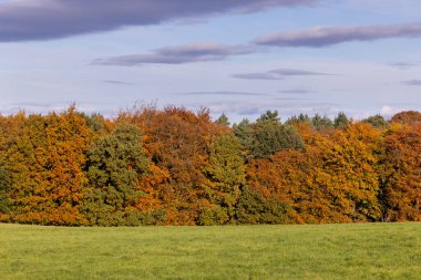 Sonbahar mevsiminde büyük bir ormanlık ağaç grubu ağaçlardaki kahverengi ve yeşil yaprakları gösteriyor..