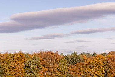 Sonbahar mevsiminde büyük bir ormanlık ağaç grubu ağaçlardaki kahverengi ve yeşil yaprakları gösteriyor..