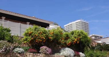 İspanya 'nın Benidorm şehrinin yaz aylarındaki görüntüleri, İspanyol caddesindeki bir bahçede yetişen portakal ağacını gösteriyor.