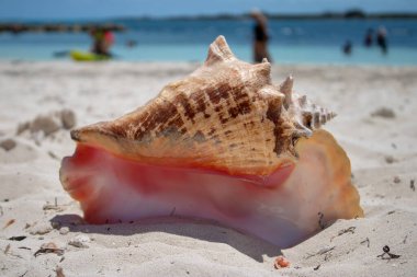 Close up of a large beautiful shell on a tropical sandy beach with a blurred background taken on a beach in The Caribbean clipart