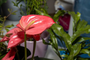 Güzel bir Anthurium Livium Turuncu parlak bitkinin fotoğrafı.