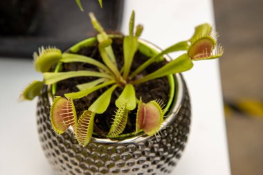 Amerika Birleşik Devletleri 'nin doğu kıyısındaki Kuzey Carolina ve Güney Carolina' nın ılıman ve sulak bölgelerine özgü etobur bir bitki olan küçük Venüs sinekkapan bitkisinin fotoğrafı.