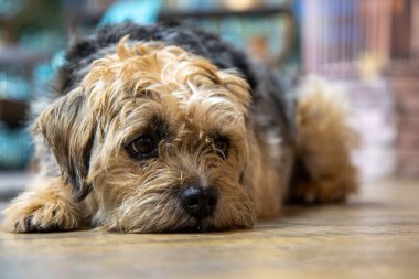Şirin, kahverengi ve siyah bir Yorkshire teriyeri ahşap bir zeminde üzgün ve üzgün görünüyordu.