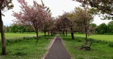 Baharda çekilen güzel çiçek ağaçları görüntüsü Harrogate, Kuzey Yorkshire İngiltere 'de 4K kalitesinde her iki tarafında çiçek ağaçları ve bir park bankının bulunduğu bir halk yolu gösteriyor..