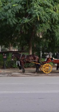 Malaga İspanya, 14 Aralık 2024: İspanya 'nın Malaga kentinin Noel zamanındaki portre görüntüleri, kış zamanı sokakta klasik bir at arabasının çekildiğini gösteriyor