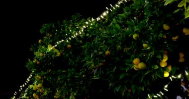 Malaga 'nın Marbella kasabasında çekilen görüntülerde Aralık ayının kışında bir portakal ağacının etrafına sarılmış Noel bayramı ışıkları görülüyor.