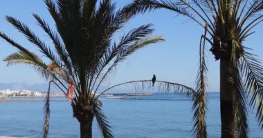 İspanya 'nın Benalmadena kentindeki güzel sahil cephesinin görüntüleri güneşli bir günde okyanusun kıyısındaki palmiye ağaçlarında papağanları gösteriyor.