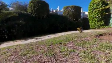 Güneşli bir günde dışarıdaki büyük bahçede dolaşan bir kedi, köpek ya da hayvan gibi göstermek için bahçede uçan drone 'un son derece düşük seviyeli görüntüleri.