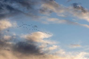 Gün batımında gökyüzünde uçan bir kuş sürüsü İspanya 'daki kuşları gösteriyor.
