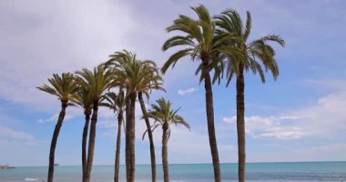 Rüzgarda esen uzun palmiye ağaçlarının görüntüsü güzel okyanus cephesine bakıyor ve yaz mevsiminde İspanya 'da güneşli bir yaz günü çekiliyor.