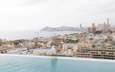 Sıcak ama bulutlu bir günde, arka planda İspanya 'nın Benidorm kasabasıyla birlikte, yüzme havuzunun kenarında oturan beyaz bir martı kuşunun fotoğrafı.